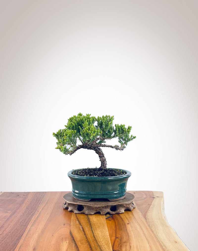 Japanese Juniper (JJ2311030)