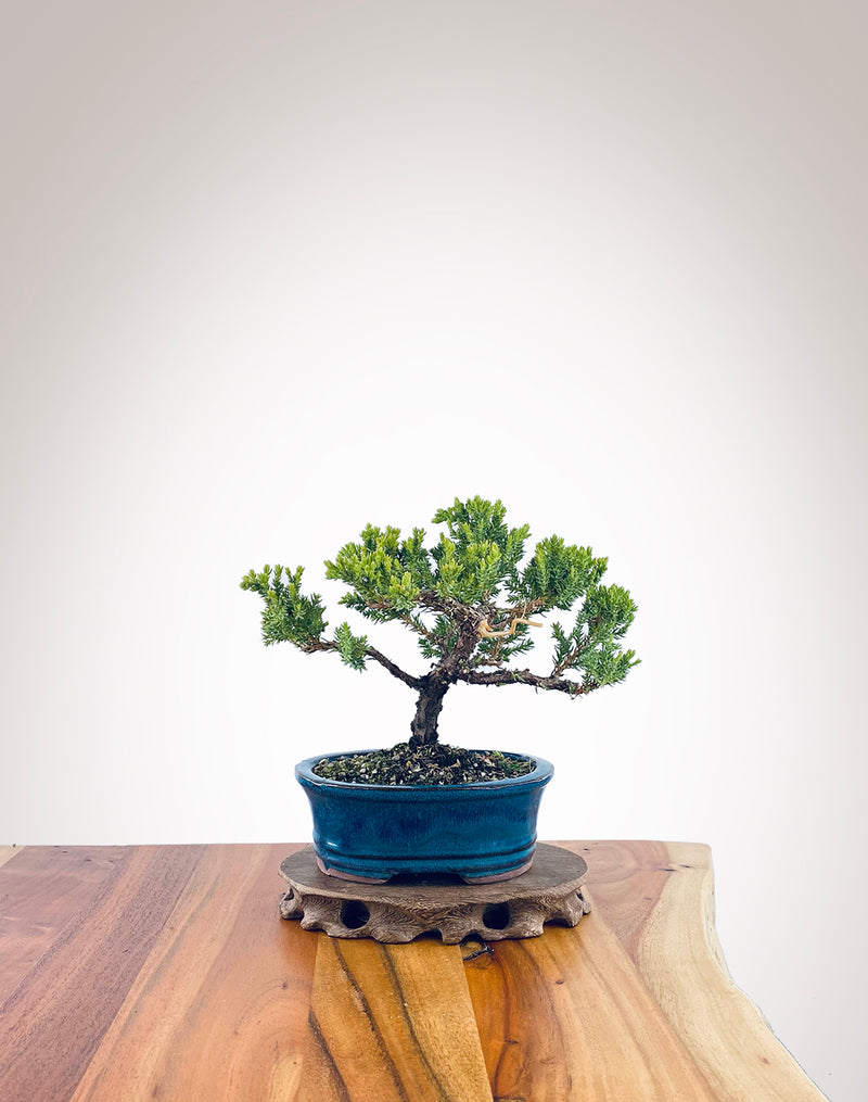 Japanese Juniper (JJ2311033)