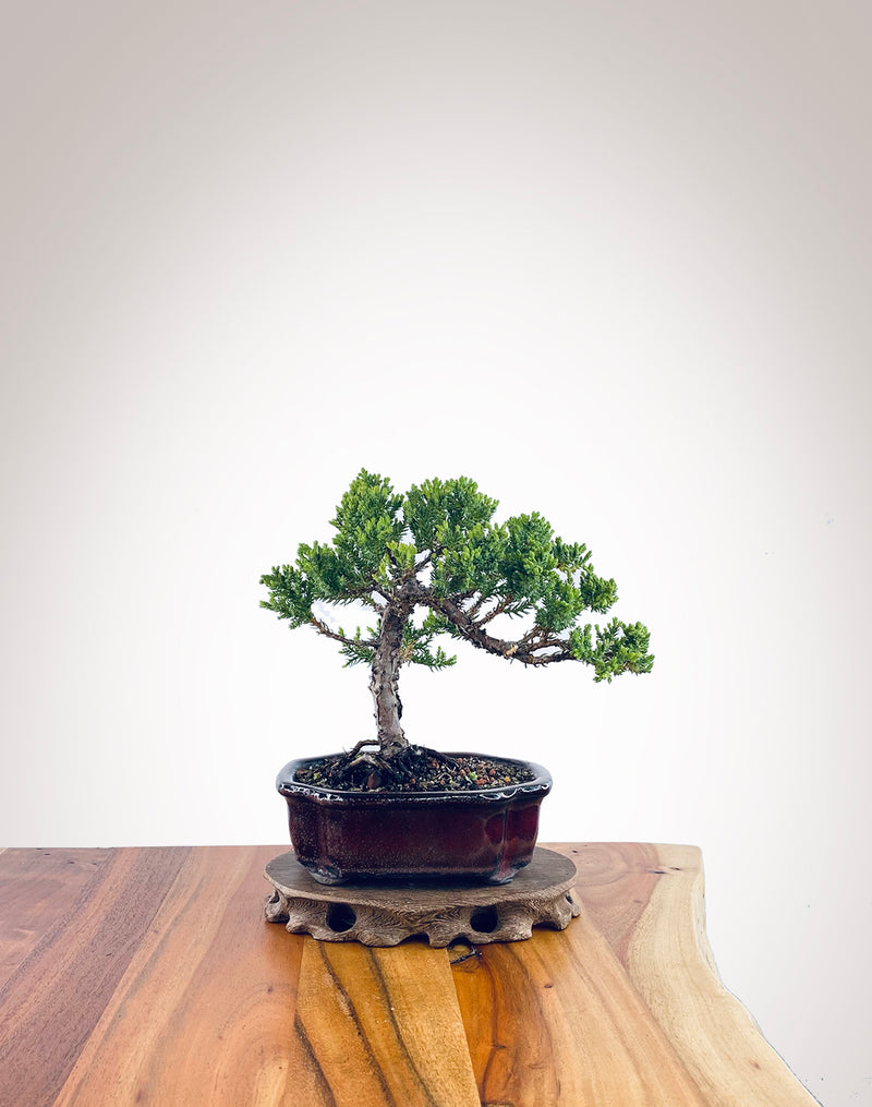 Japanese Juniper (JJ2311036)