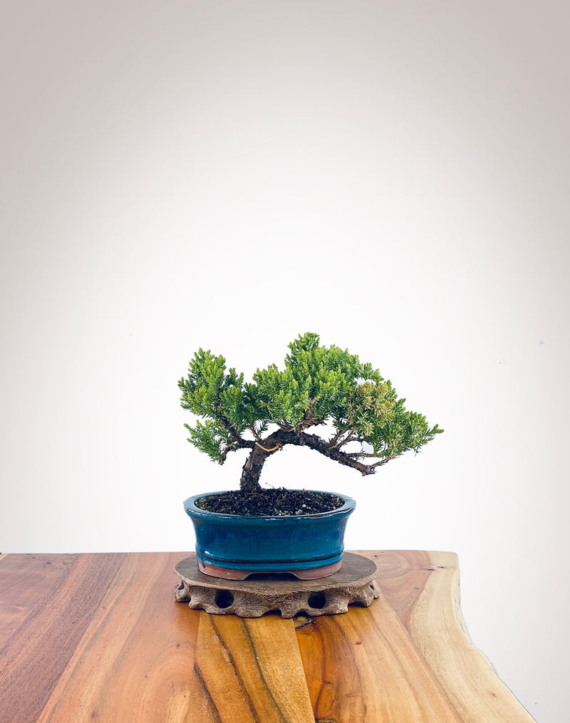 Japanese Juniper (JJ2311037)