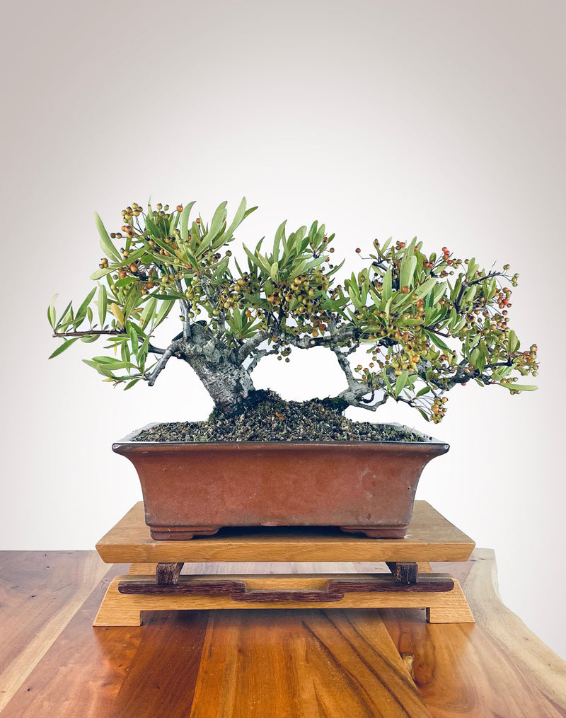 Twin Trunk Firethorn