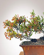 Twin Trunk Firethorn