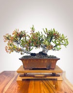 Twin Trunk Firethorn