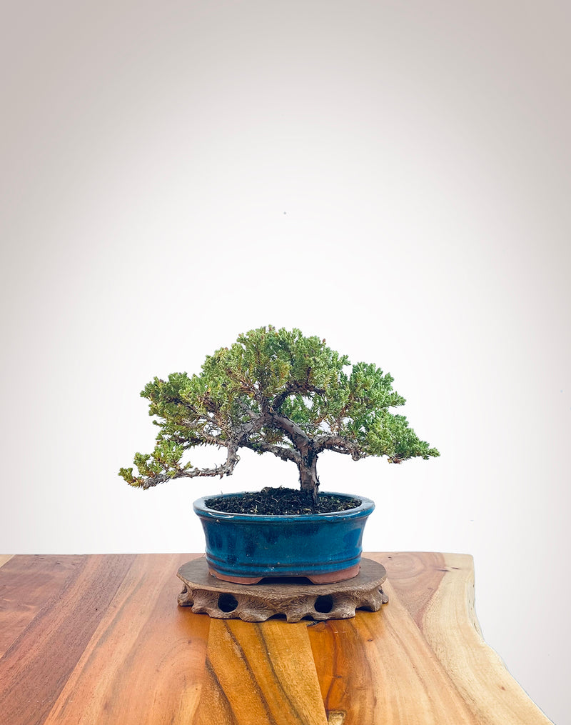 Japanese Juniper (JJ2405004)