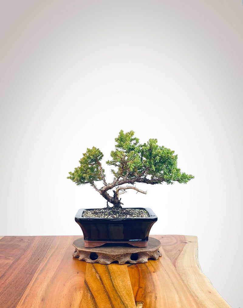 Japanese Juniper (JJ2405005)