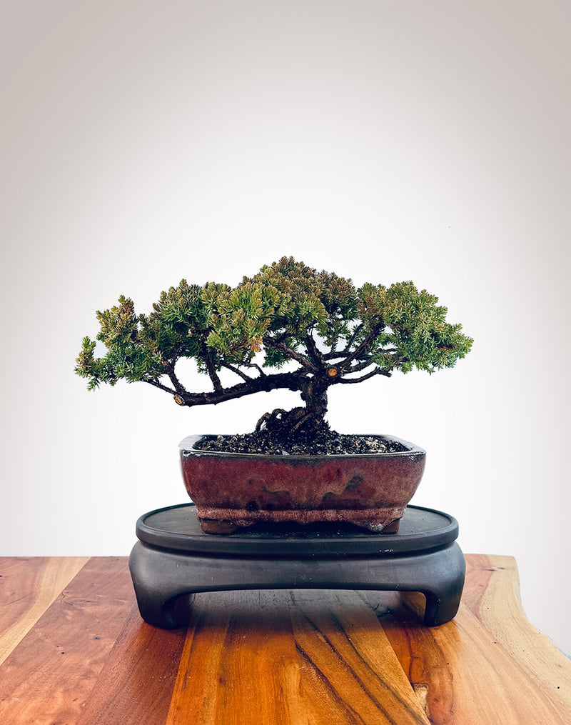 Japanese Juniper (JJ2406017)