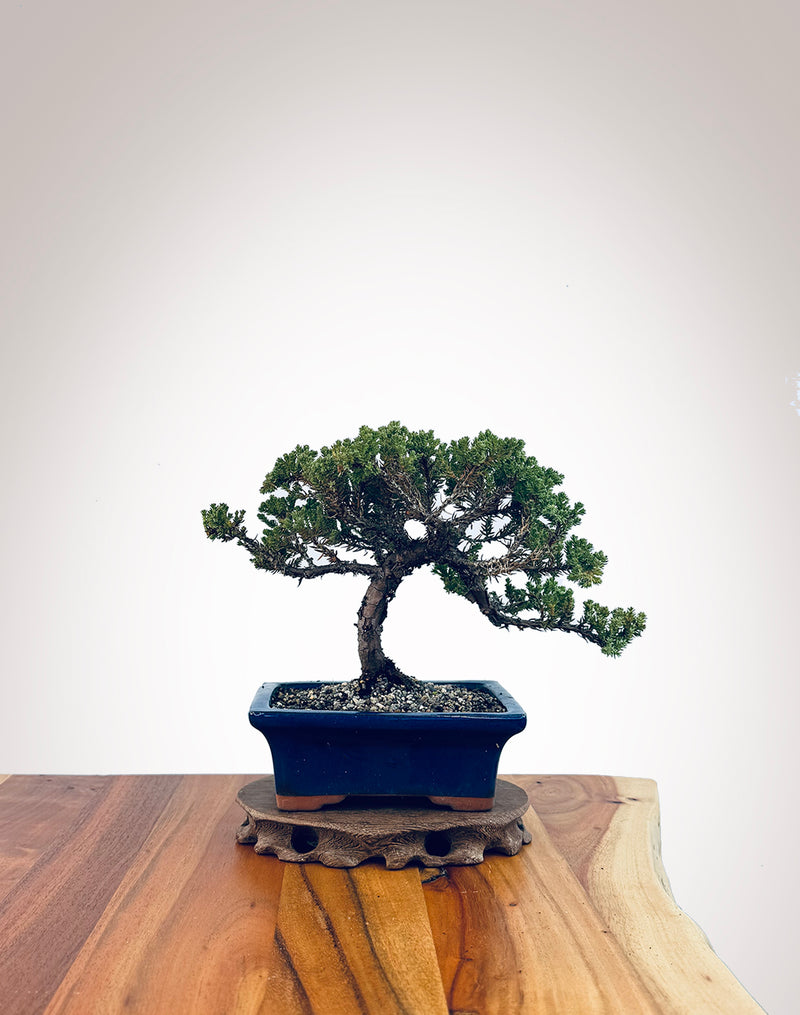 Japanese Juniper (JJ2406024)