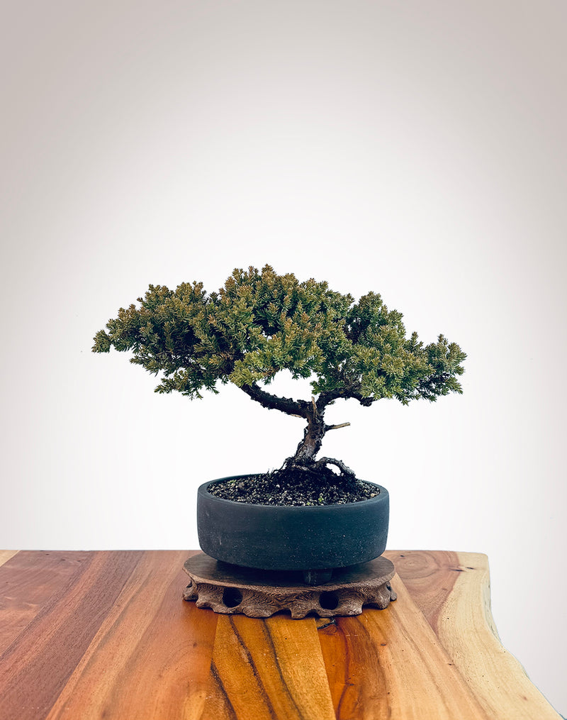 Japanese Juniper (JJ2406025)