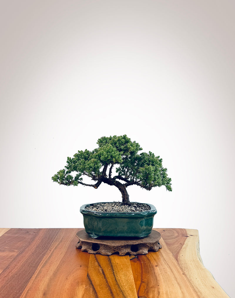 Japanese Juniper (JJ2406026)