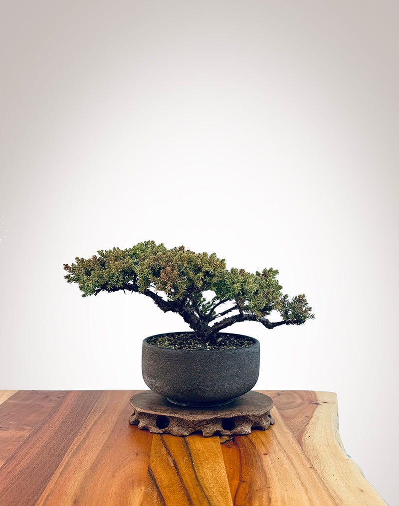 Japanese Juniper (JJ2406028)
