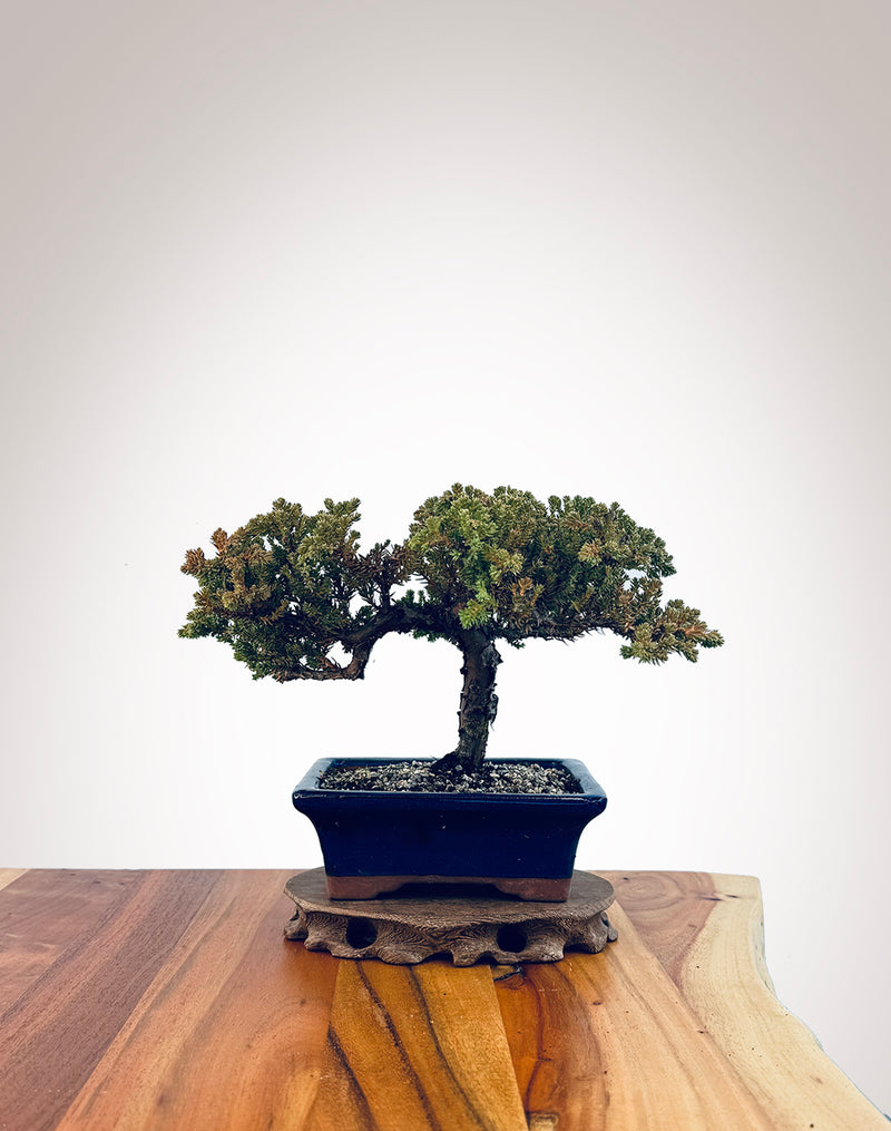 Japanese Juniper (JJ2406029)