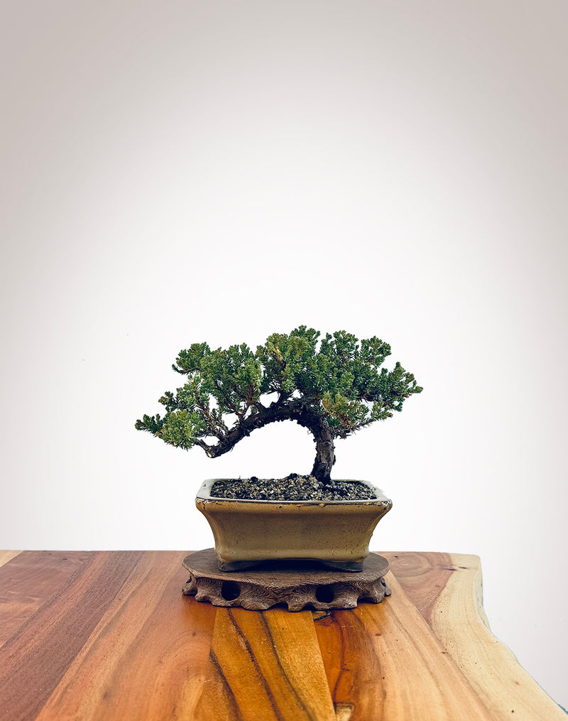 Japanese Juniper (JJ2406030)
