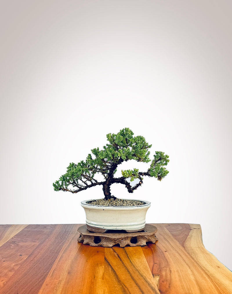 Japanese Juniper (JJ2409002)