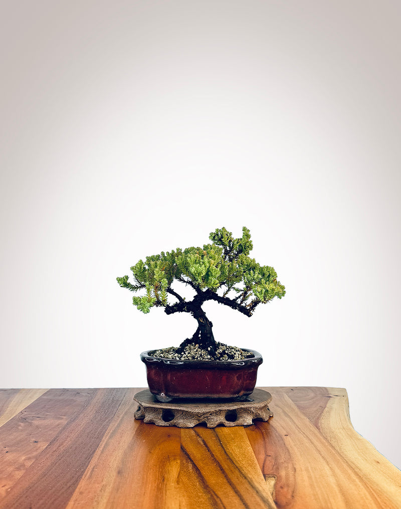 Japanese Juniper (JJ2409003)