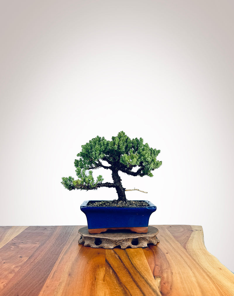 Japanese Juniper (JJ2409005)