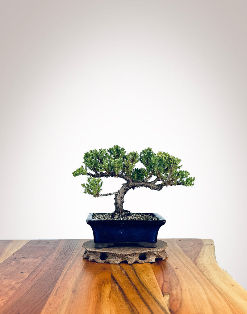 Japanese Juniper (JJ2409006)