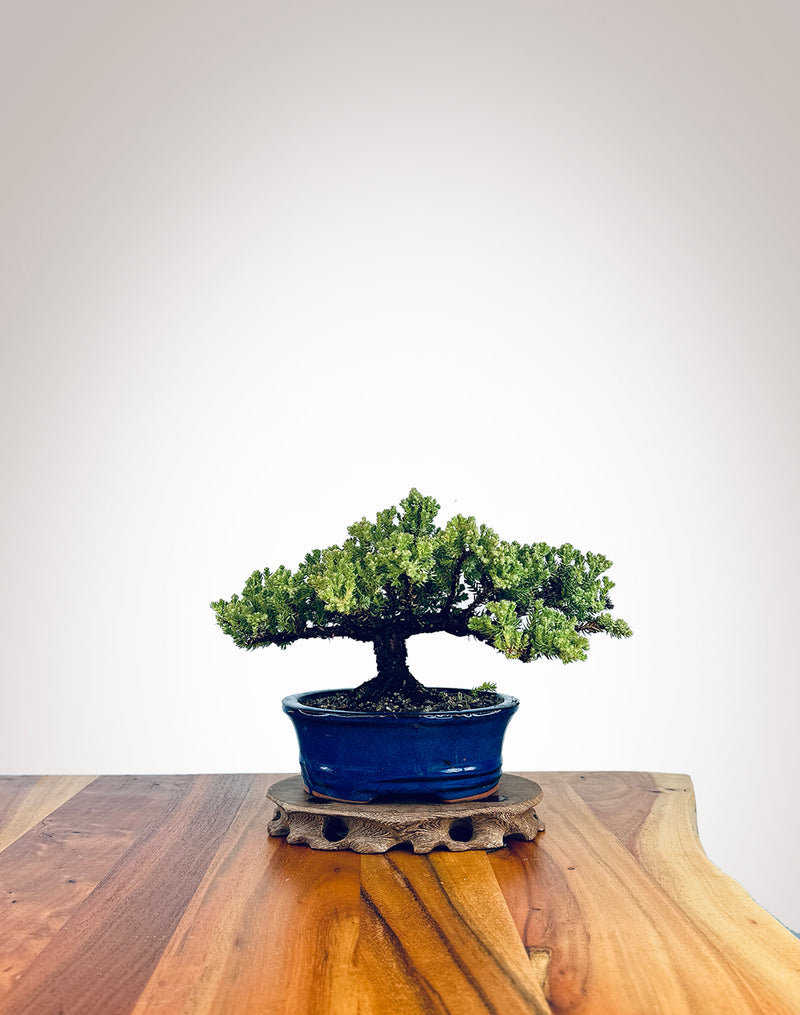 Japanese Juniper (JJ2409007)