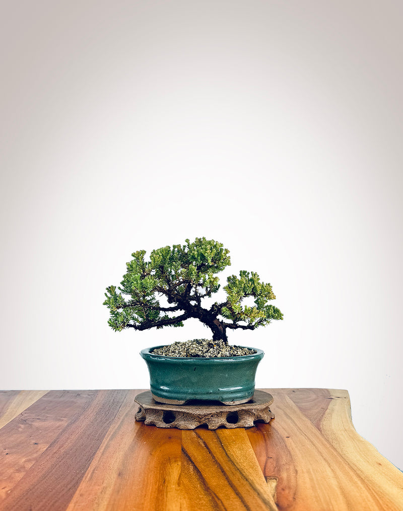 Japanese Juniper (JJ2409008)