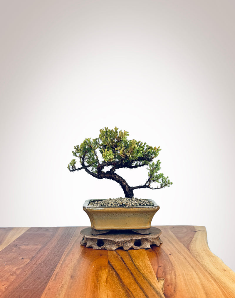 Japanese Juniper (JJ2409009)