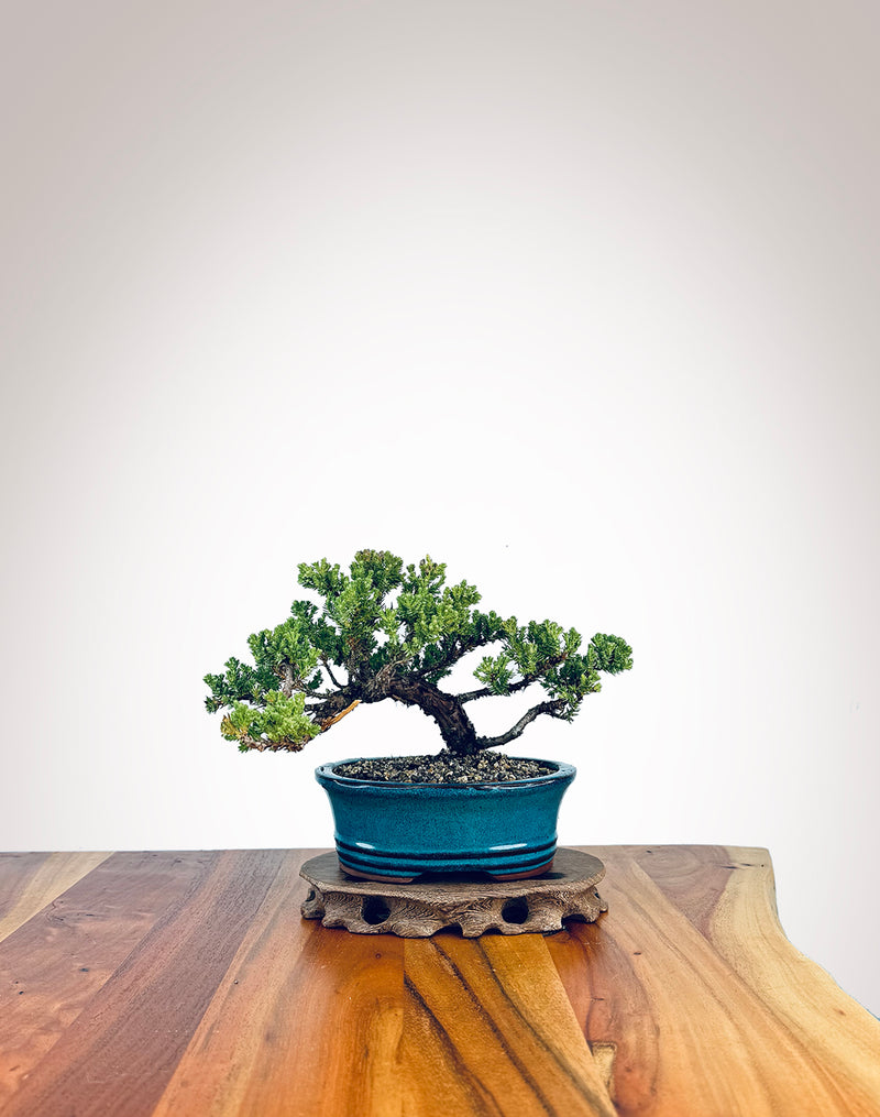 Japanese Juniper (JJ2409010)