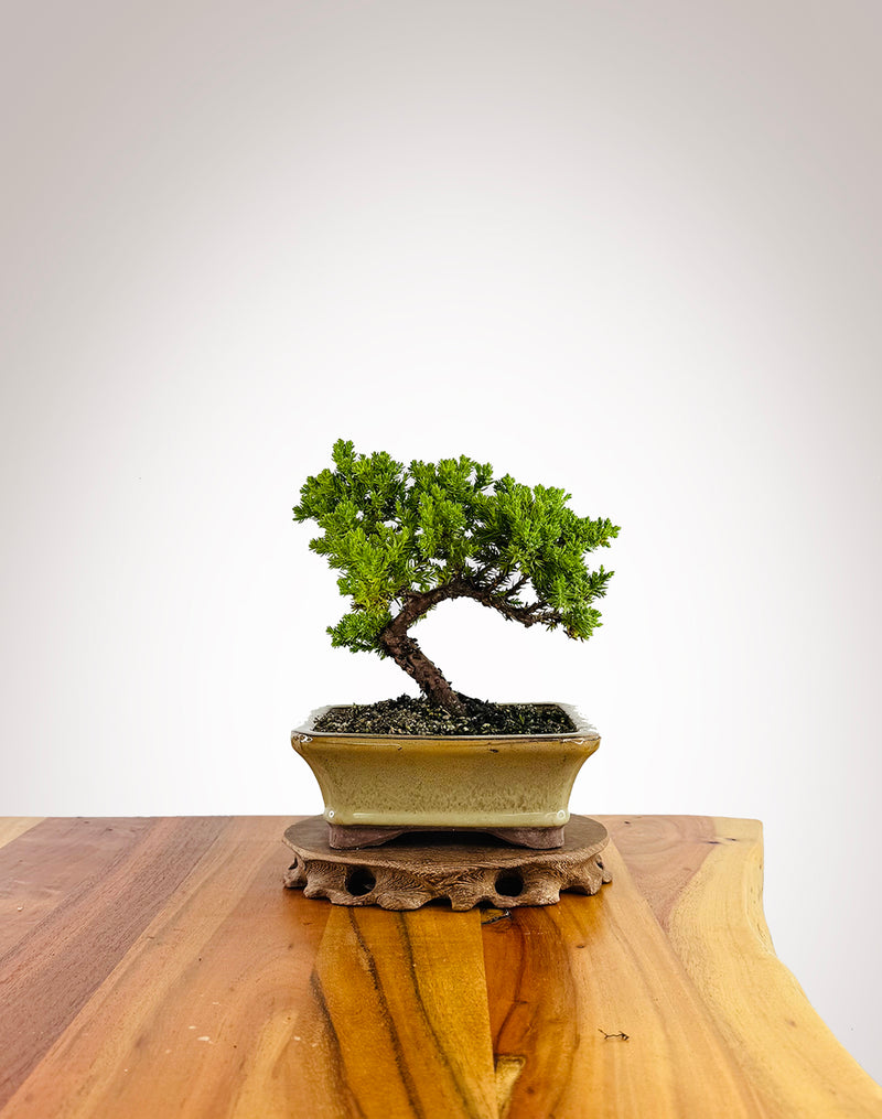 Japanese Juniper (JJ2411014)