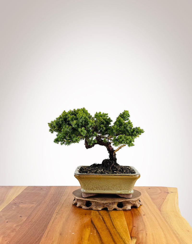 Japanese Juniper (JJ2411023)