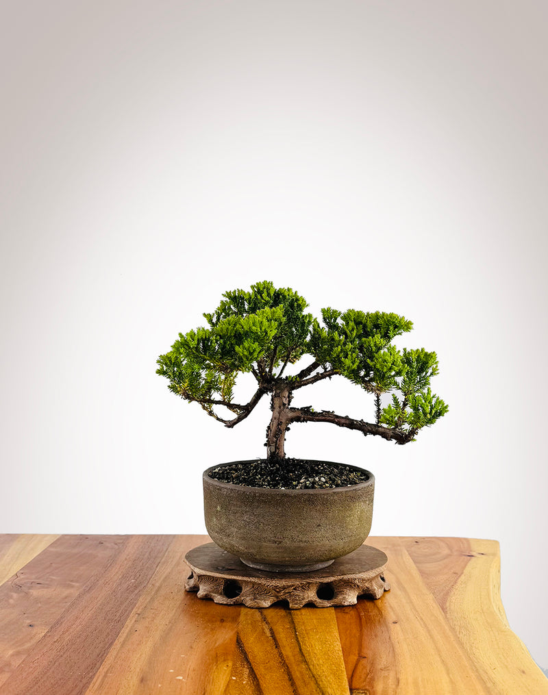 Japanese Juniper (JJ2411029)