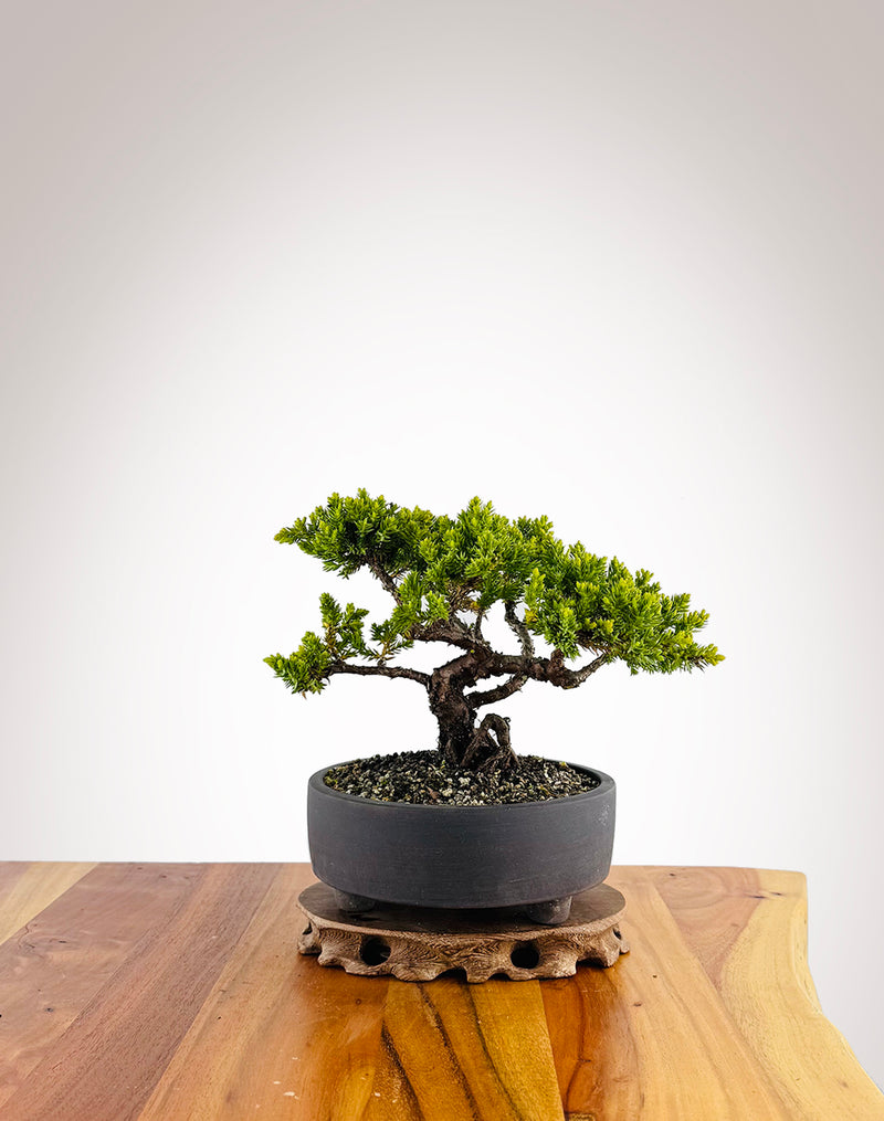 Japanese Juniper (JJ2411030)