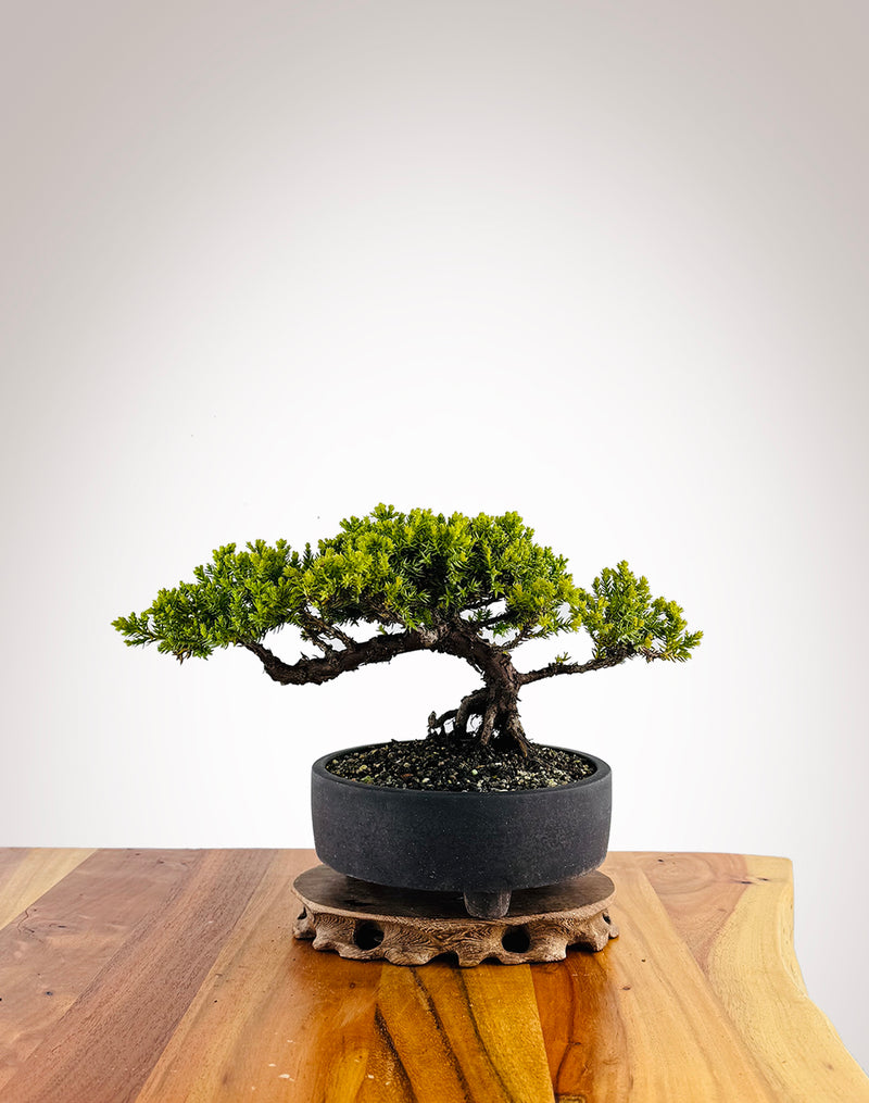 Japanese Juniper (JJ2411032)