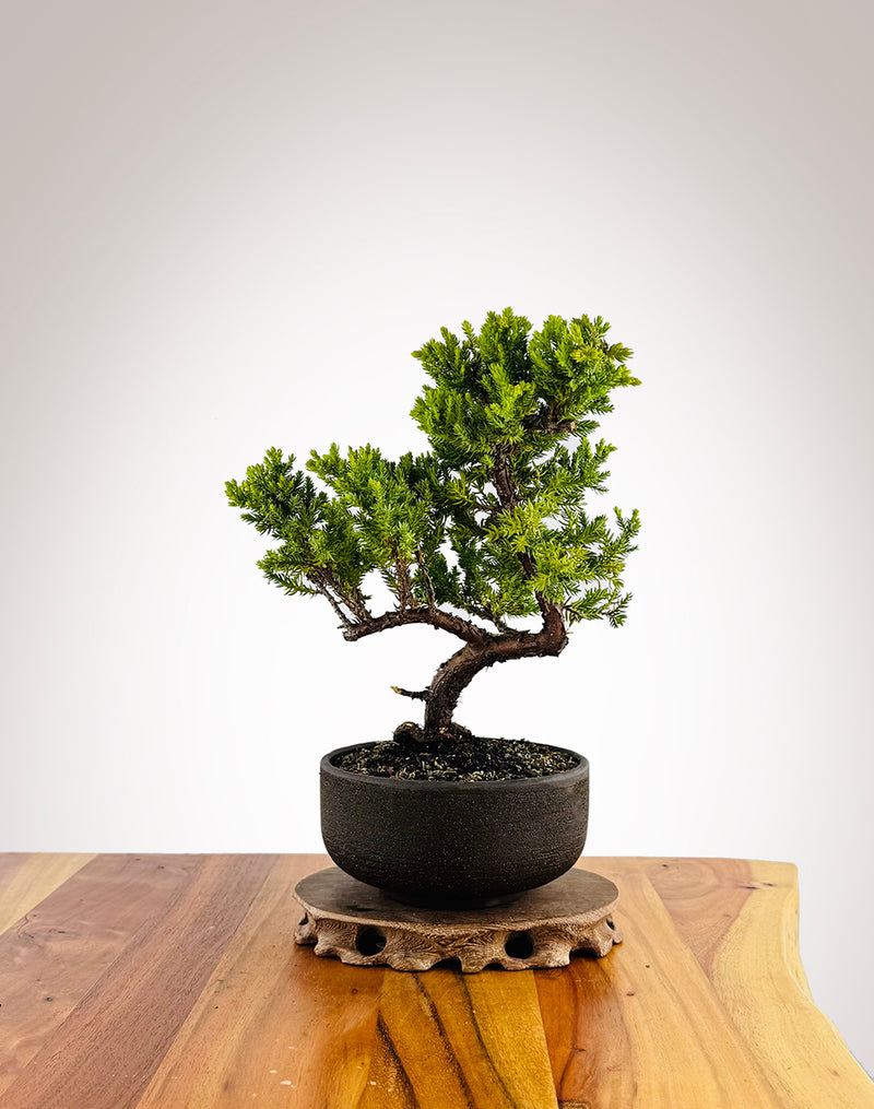 Japanese Juniper (JJ2411033)