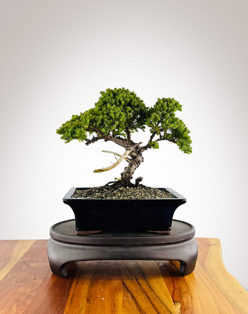 Japanese Juniper (JJ2411042)