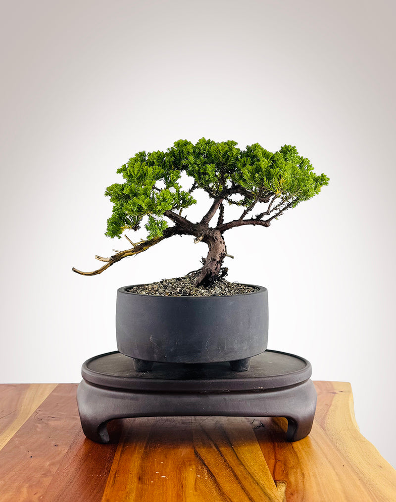 Japanese Juniper (JJ2412001)