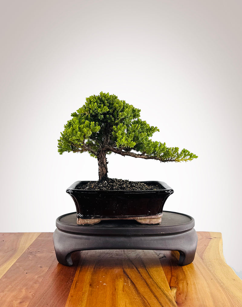 Japanese Juniper (JJ2412007)
