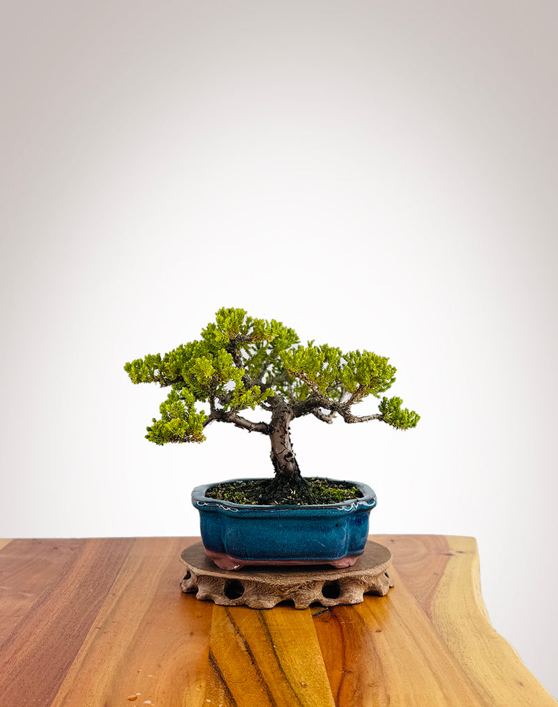 Japanese Juniper (JJ2412018)
