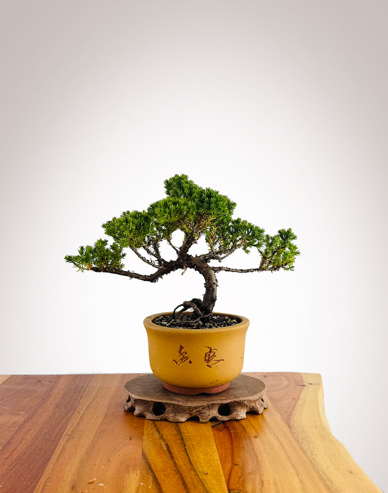 Japanese Juniper (JJ2412019)