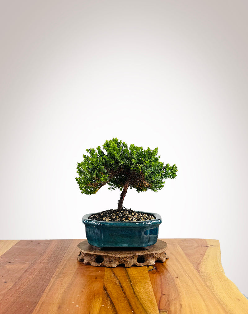 Japanese Juniper (JJ2501003)