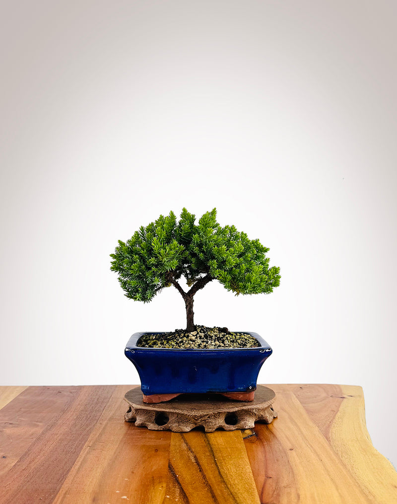 Japanese Juniper (JJ2501007)