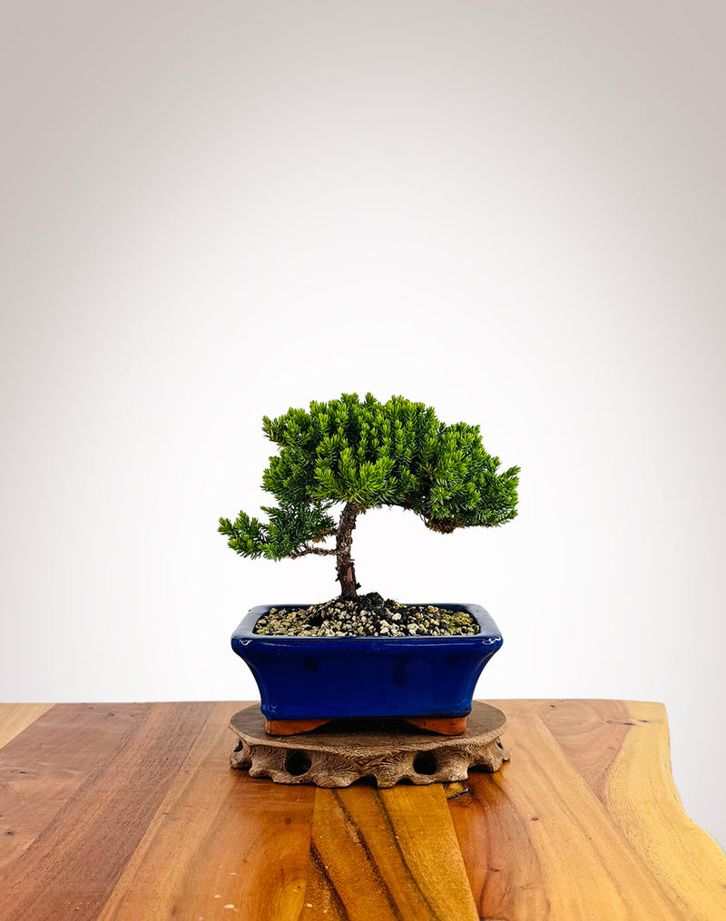 Japanese Juniper (JJ2501012)