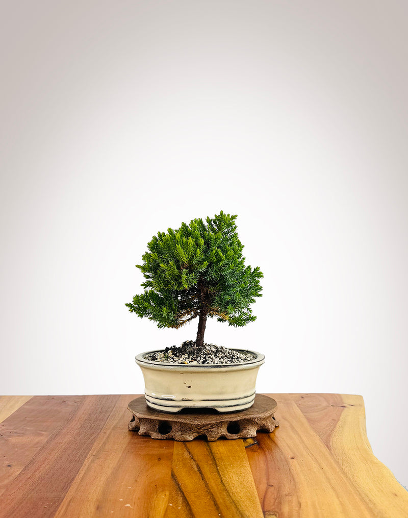Japanese Juniper (JJ2501017)