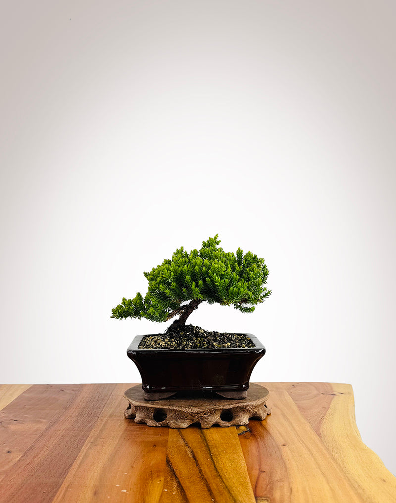 Japanese Juniper (JJ2501018)