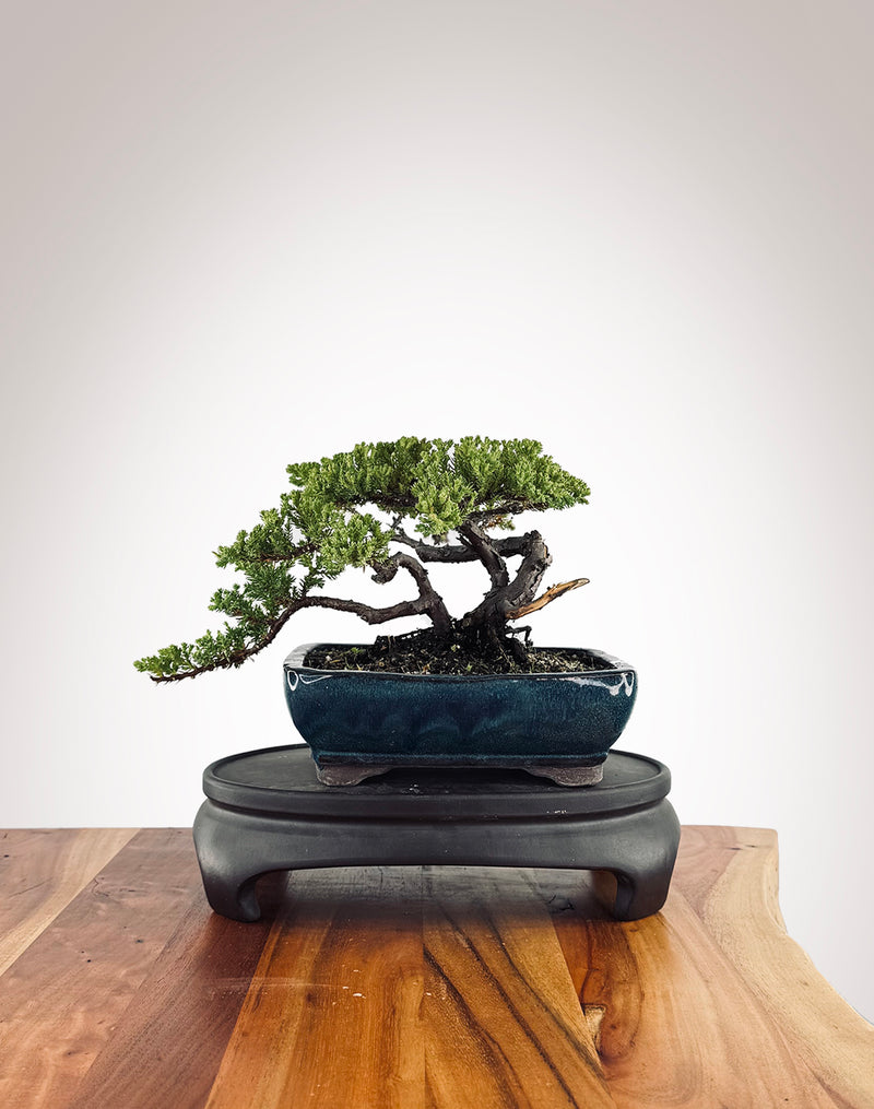 Japanese Juniper (JJ2502003)