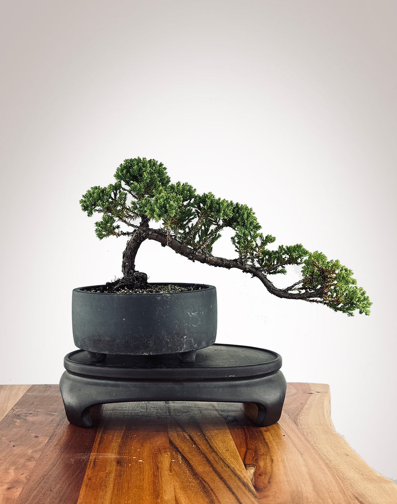 Japanese Juniper (JJ2502008)