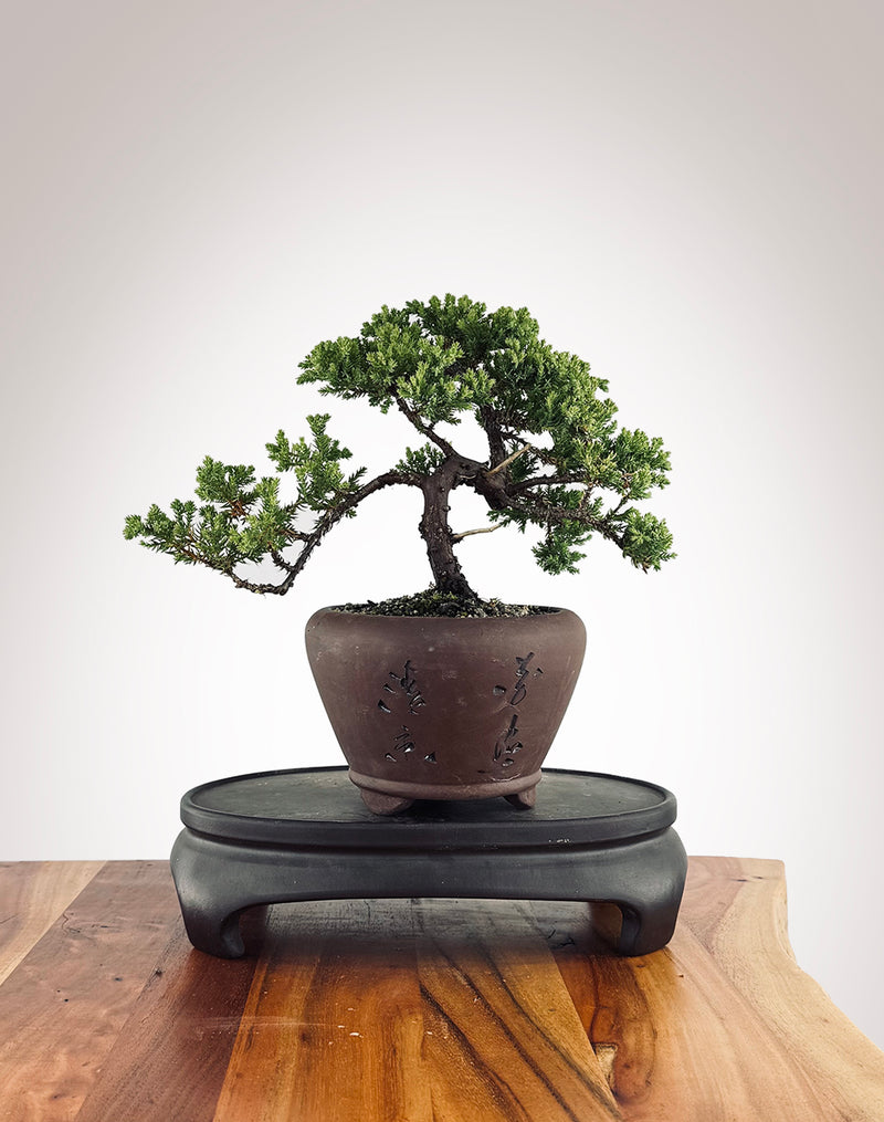 Japanese Juniper (JJ2502009)