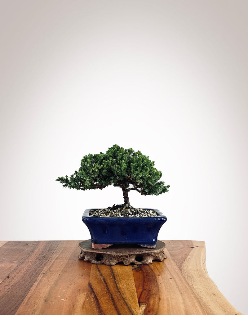 Japanese Juniper (JJ2502016)