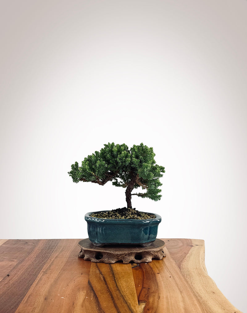 Japanese Juniper (JJ2502017)