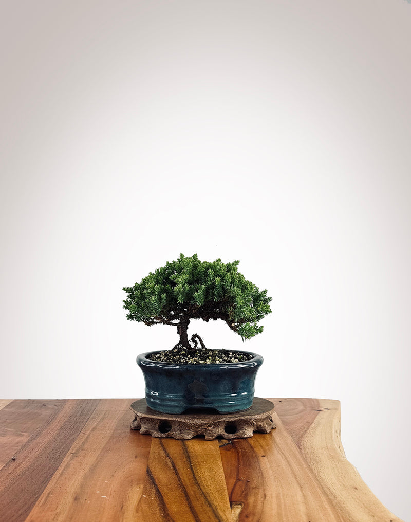 Japanese Juniper (JJ2502020)