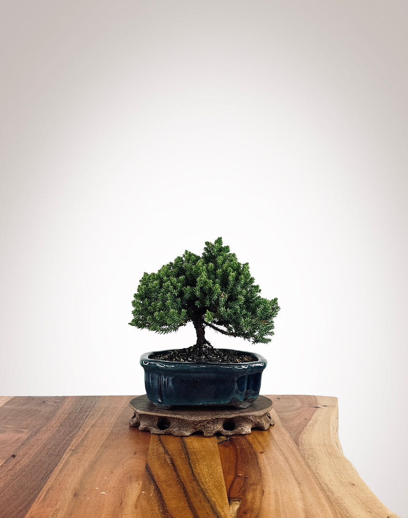 Japanese Juniper (JJ2502022)