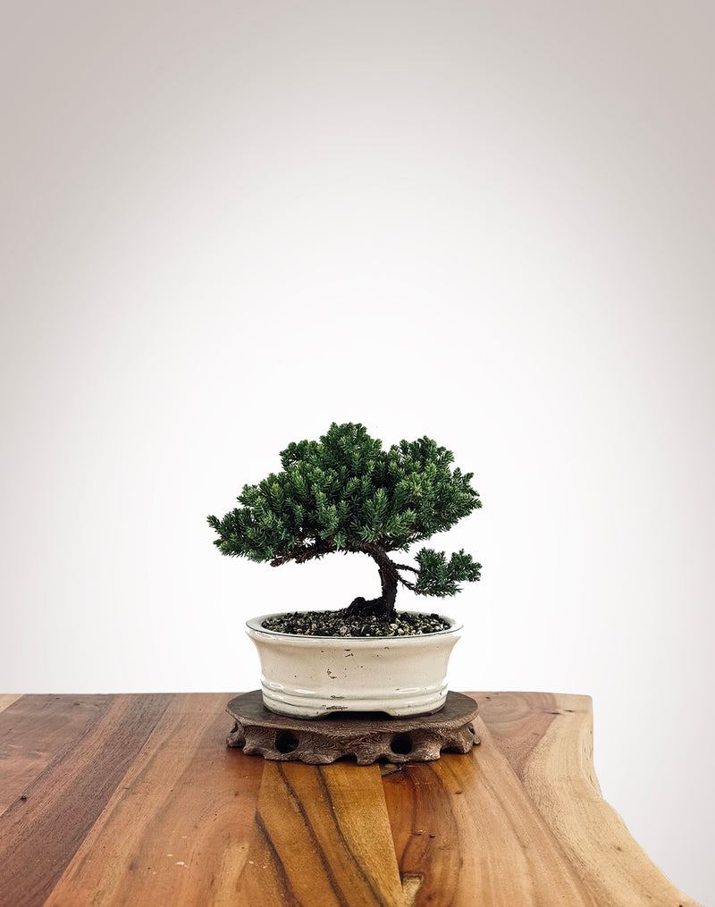 Japanese Juniper (JJ2502024)