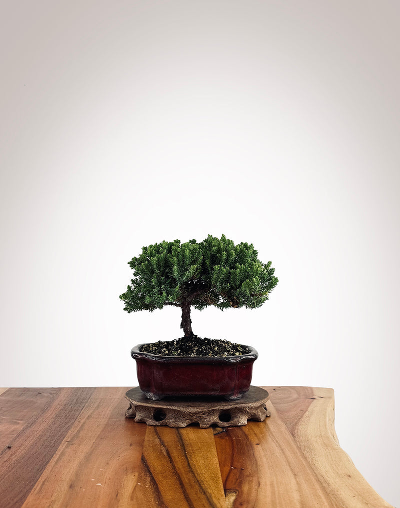 Japanese Juniper (JJ2502027)