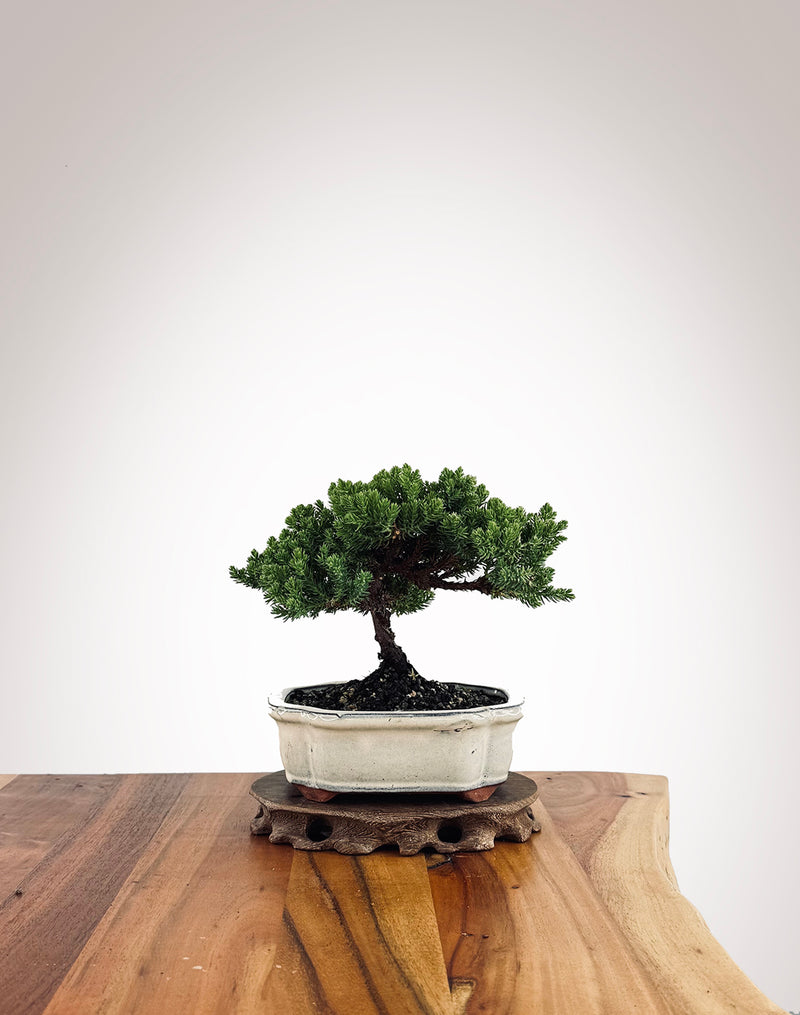 Japanese Juniper (JJ2502028)